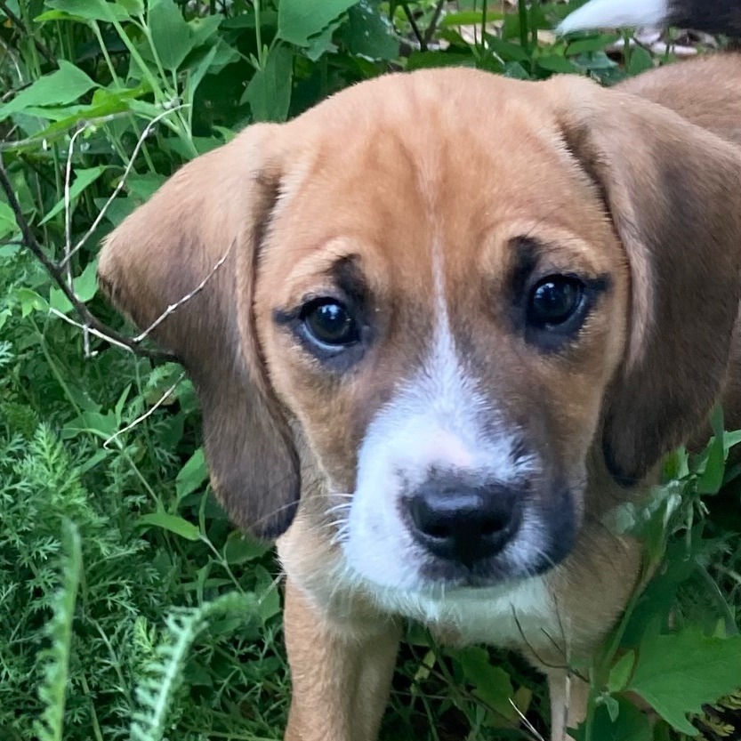 Penny