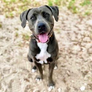 Pearl, Young Female Blue Lacy