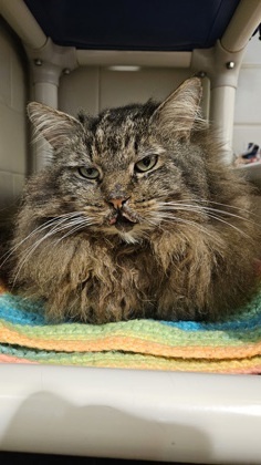 What my friends at Seattle Humane say about me Not to toot my own horn but Im the sweetest cat