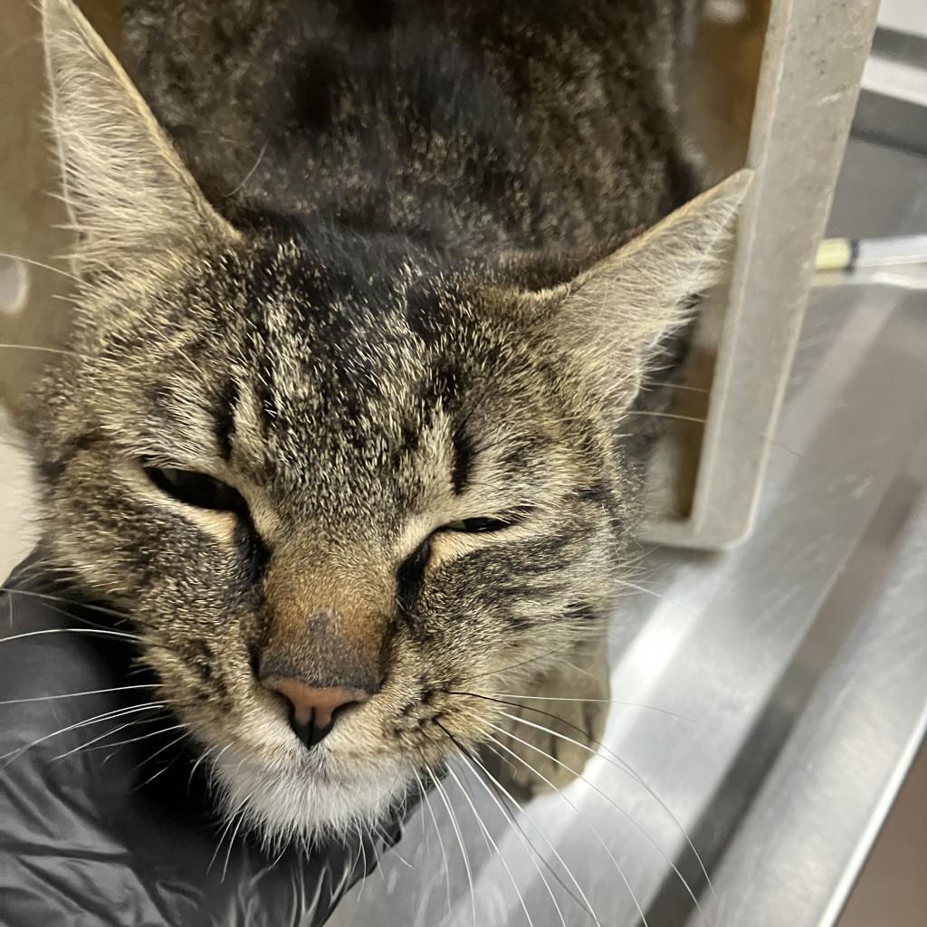 Chorizo, an adoptable Domestic Medium Hair in Reno, NV, 89502 | Photo Image 1