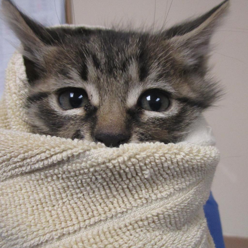 Chorizo, an adoptable Domestic Medium Hair in Reno, NV, 89502 | Photo Image 2
