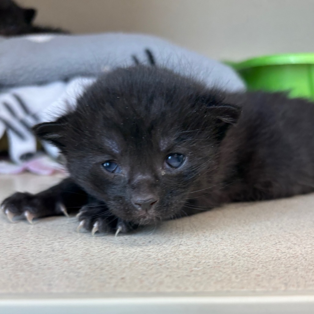 Ford, an adoptable Domestic Short Hair in Great Falls, MT, 59404 | Photo Image 1