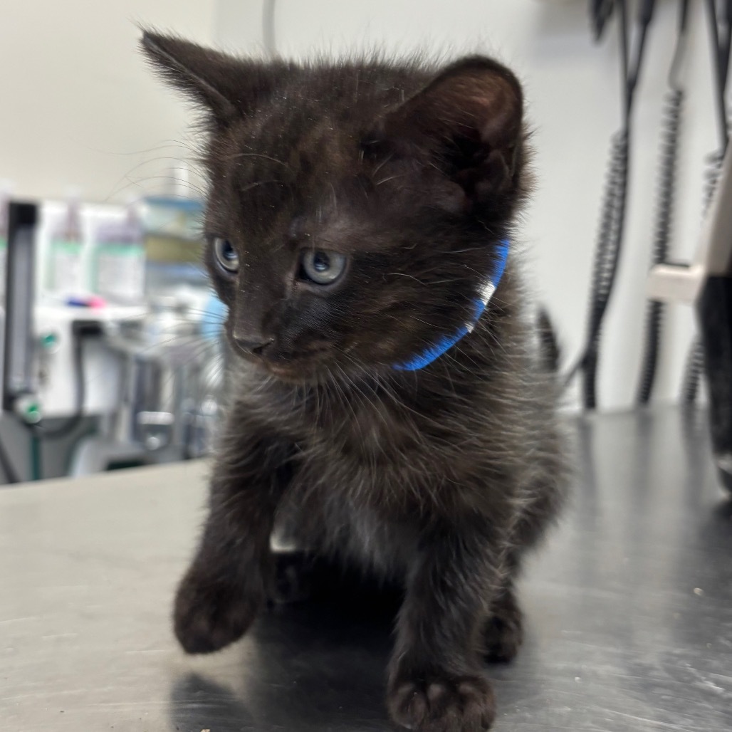 Alaska, an adoptable Domestic Medium Hair in Great Falls, MT, 59404 | Photo Image 1