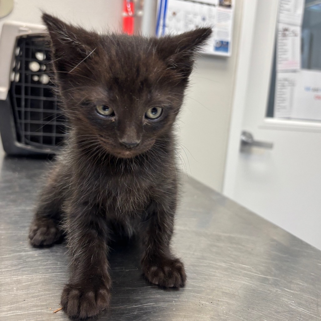 Alabama, an adoptable Domestic Medium Hair in Great Falls, MT, 59404 | Photo Image 1