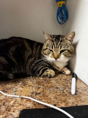 Mufasa, Young Male Domestic Medium Hair
