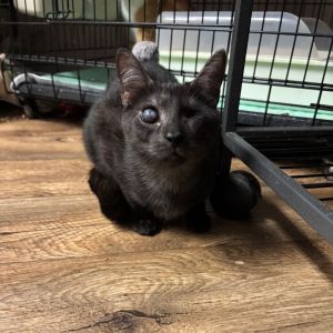 Tonti, Young Female Domestic Short Hair