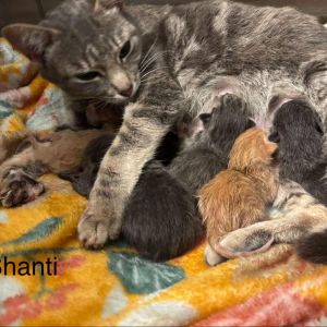 Shanti