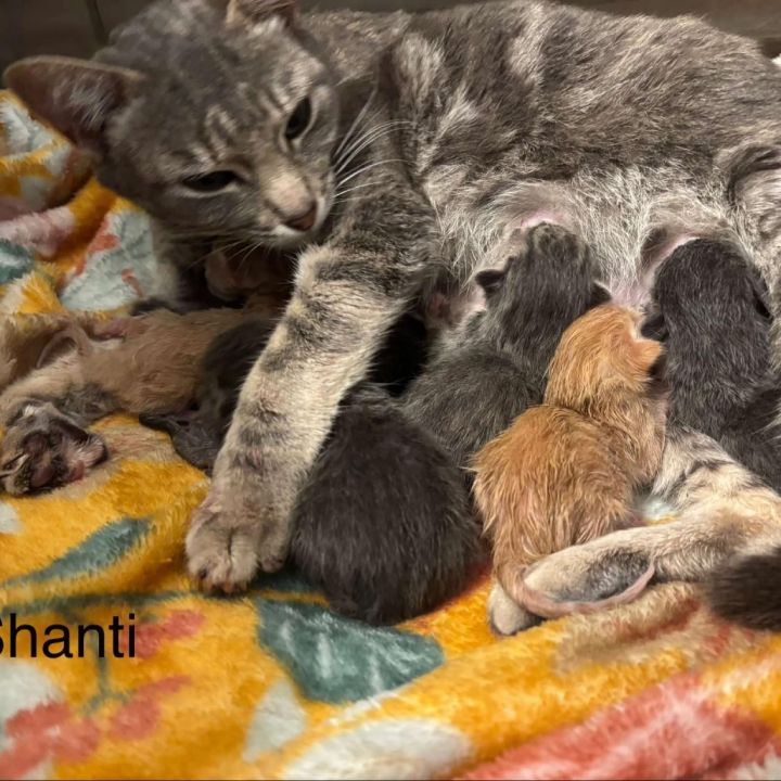 Shanti 1