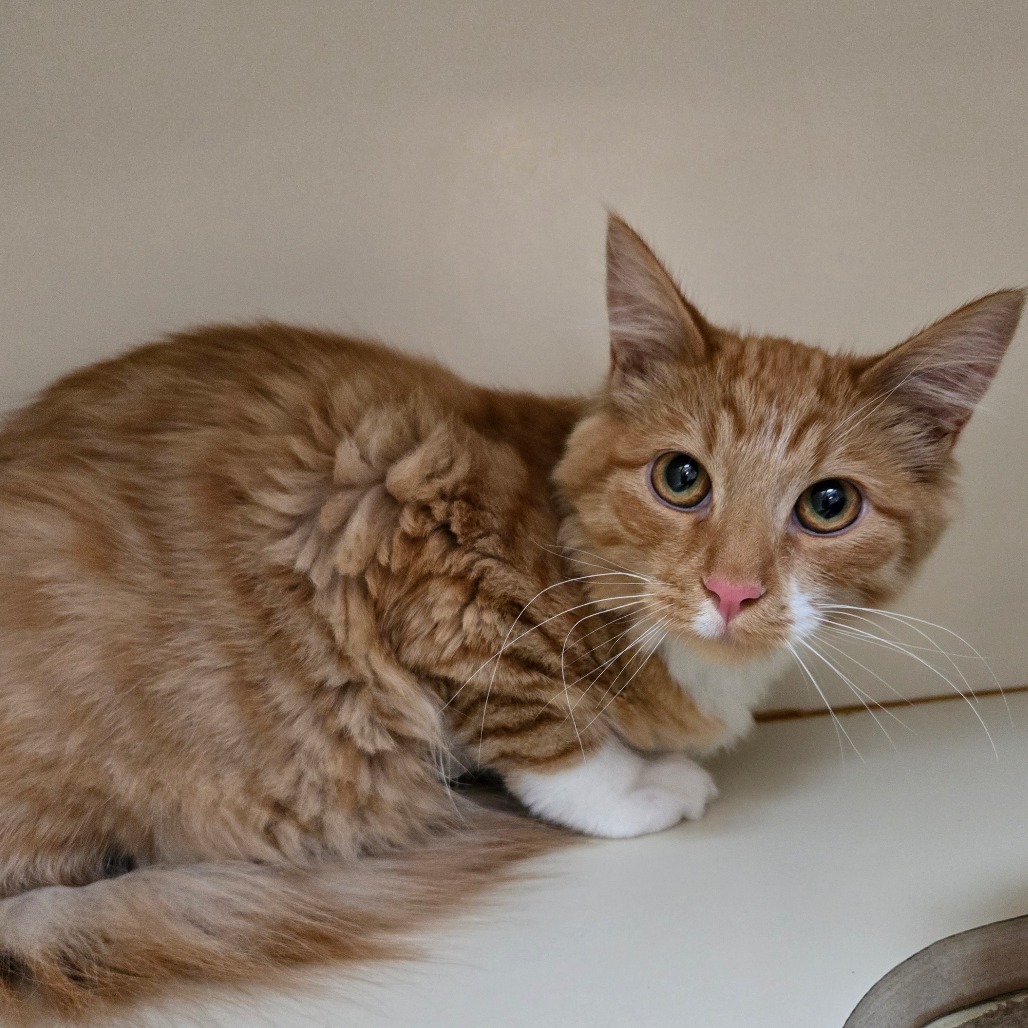 Sammy, an adoptable Domestic Medium Hair in Idaho Falls, ID, 83402 | Photo Image 1