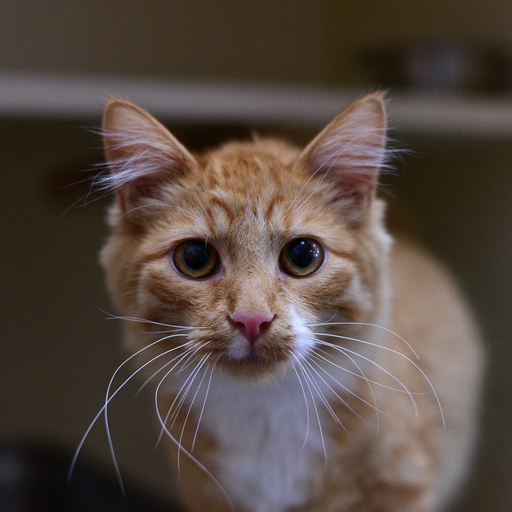 Sammy, an adoptable Domestic Medium Hair in Idaho Falls, ID, 83402 | Photo Image 2
