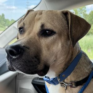 Chevy, Adult Male Black Mouth Cur