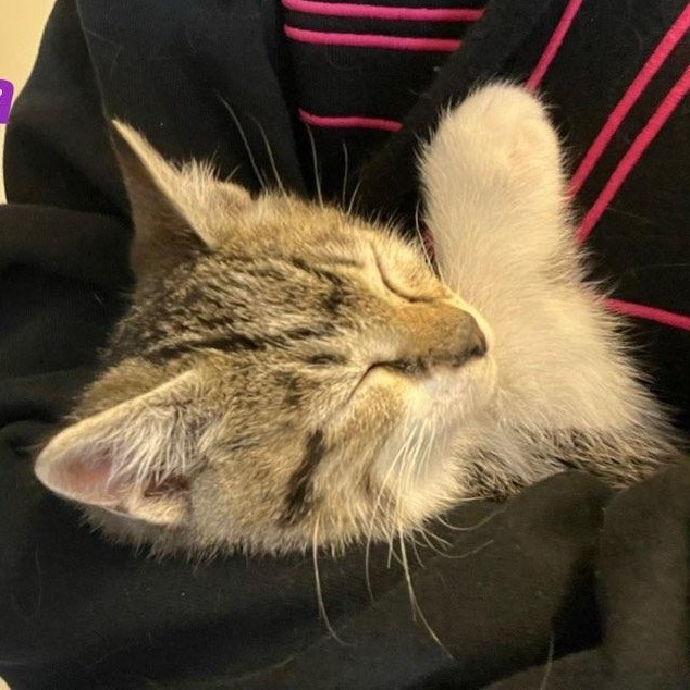 Quetzal, an adoptable Domestic Medium Hair in Baker City, OR, 97814 | Photo Image 2