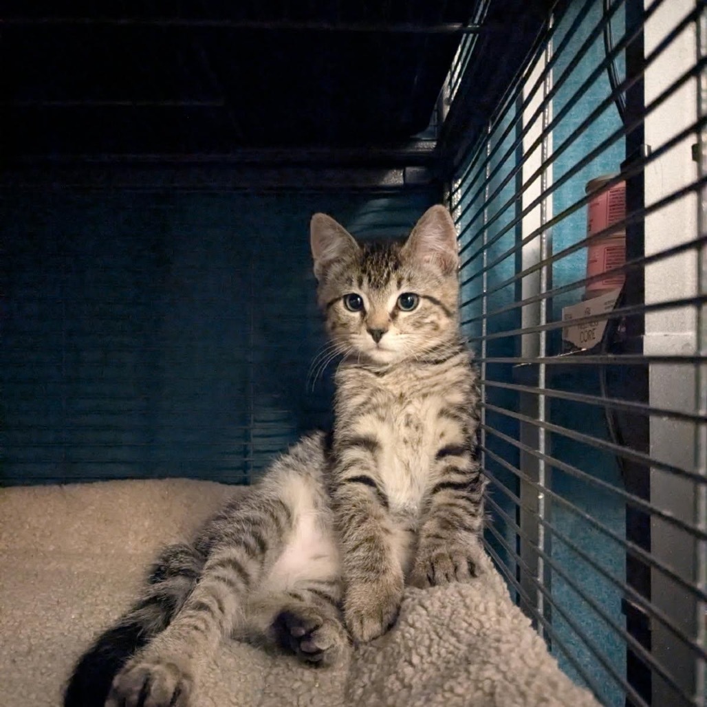 Kiwi, an adoptable Domestic Medium Hair in Baker City, OR, 97814 | Photo Image 1
