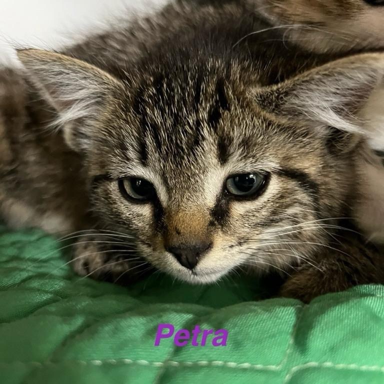 Kiwi, an adoptable Domestic Medium Hair in Baker City, OR, 97814 | Photo Image 2