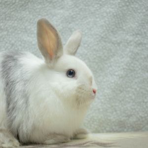 Tiberius