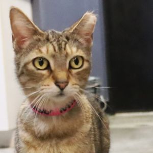 Amber, Senior Female Domestic Short Hair