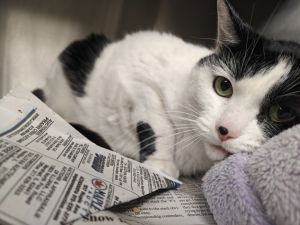 Sugar Babe, Adult Female Domestic Short Hair