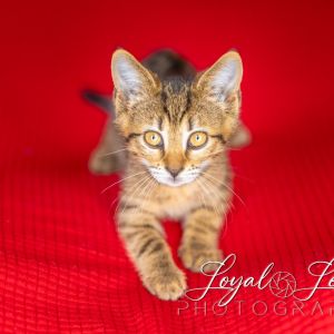Rosa, Baby Female Domestic Short Hair