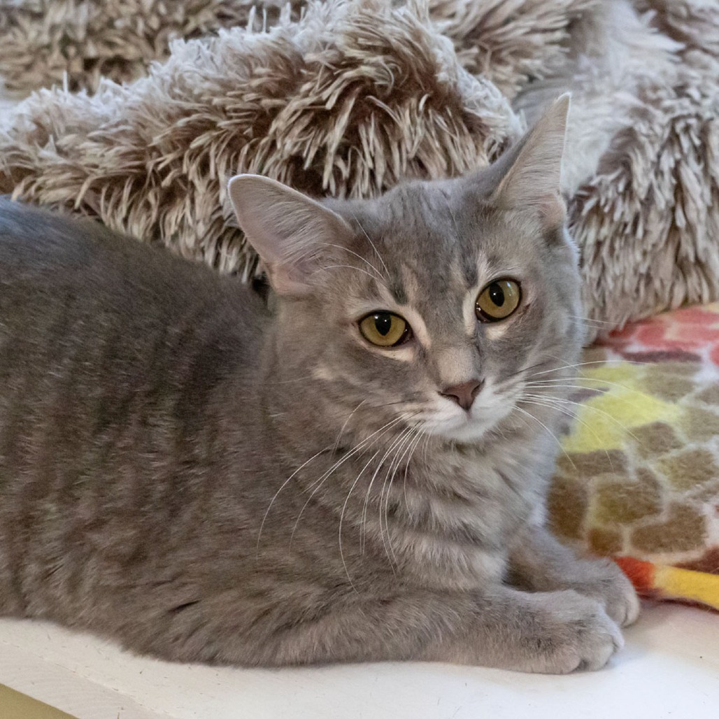 Kiko