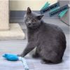 Mr. Meowgi photo 1