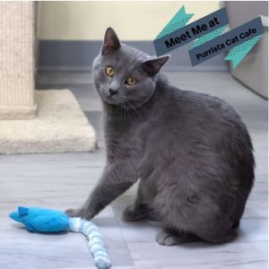 Mr. Meowgi, Young Male Domestic Medium Hair