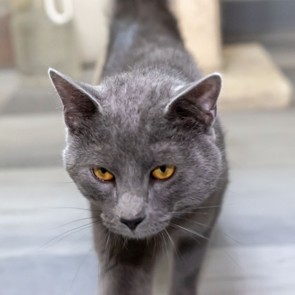Mr. Meowgi