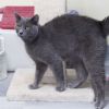 Mr. Meowgi photo 3