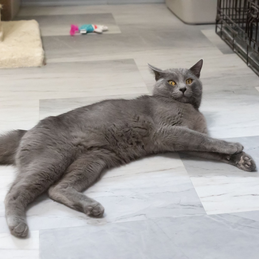 Mr. Meowgi