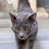 Mr. Meowgi photo 4