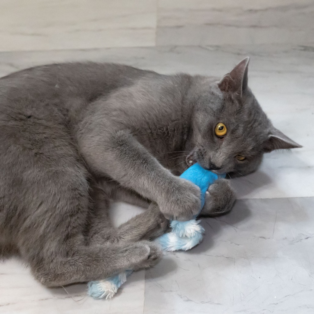 Mr. Meowgi