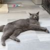 Mr. Meowgi photo 5