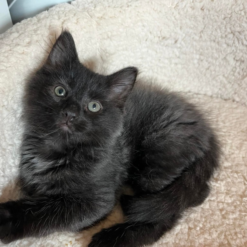 Kevin