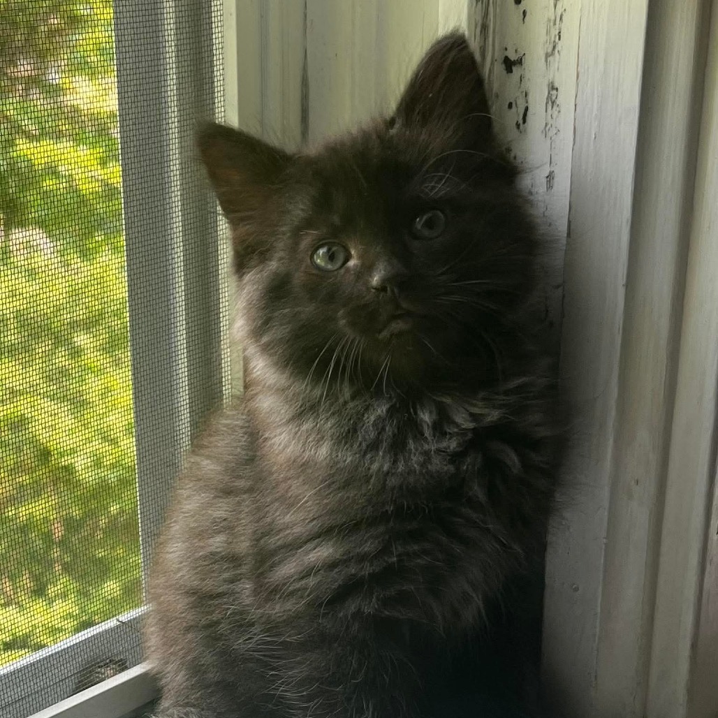 Kevin