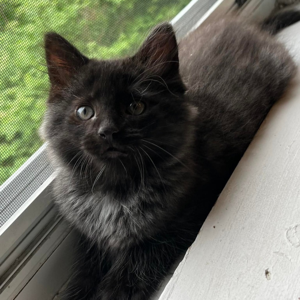 Kevin