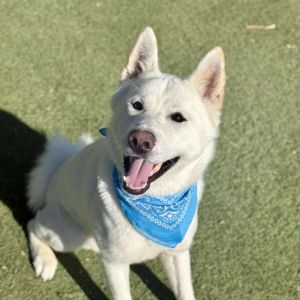 Stingray, Adult Male Akita