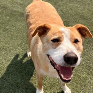 Luna R, Adult Female Mixed Breed