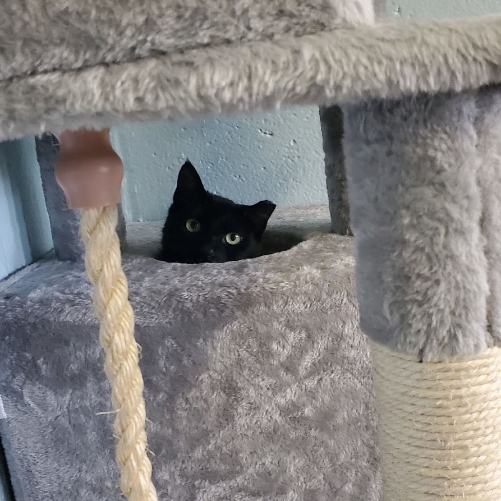 Ella