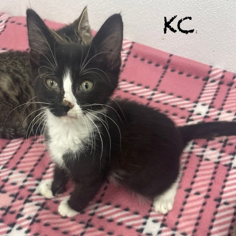 K.C., an adoptable Domestic Short Hair in Kingman, KS, 67068 | Photo Image 1