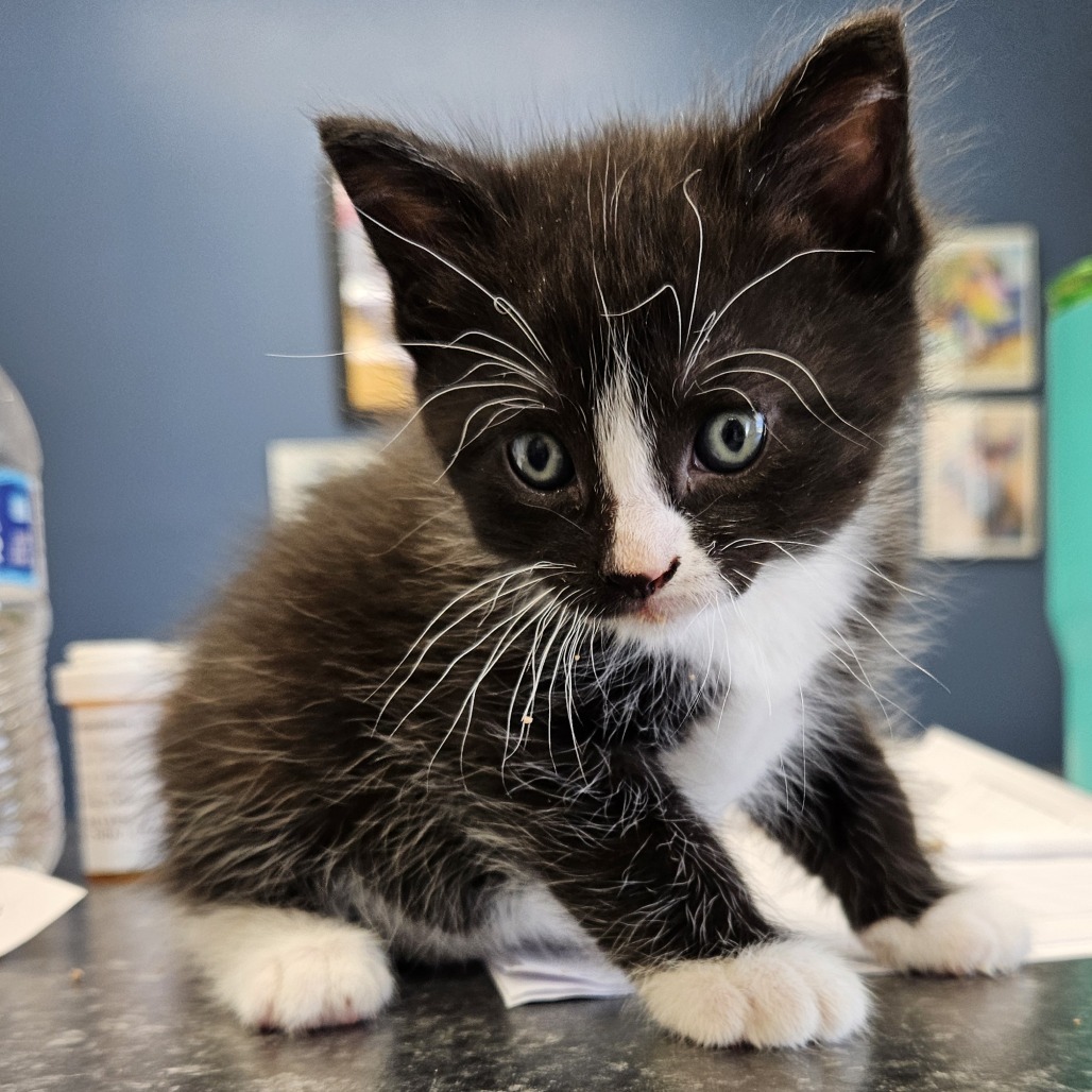 K.C., an adoptable Domestic Short Hair in Kingman, KS, 67068 | Photo Image 2