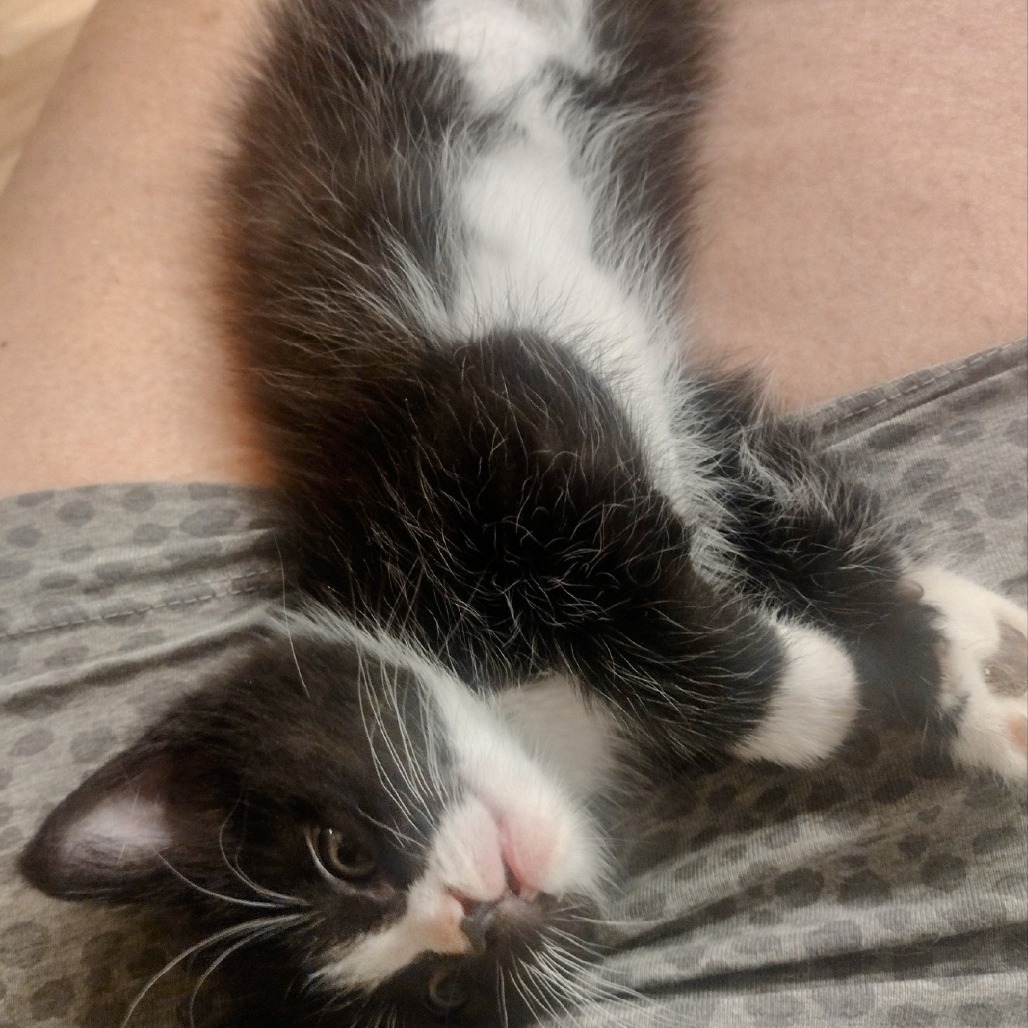 K.C., an adoptable Domestic Short Hair in Kingman, KS, 67068 | Photo Image 5