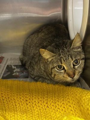 2025-04-229 *Tuna*, Adult Female Domestic Short Hair