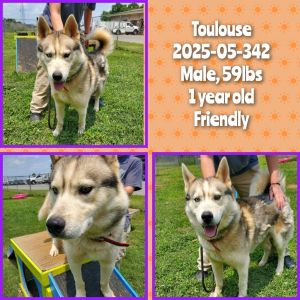 2025-05-342 *Toulouse*, Young Male Husky