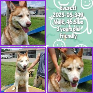 2025-05-349 *Everest*, Adult Male Husky