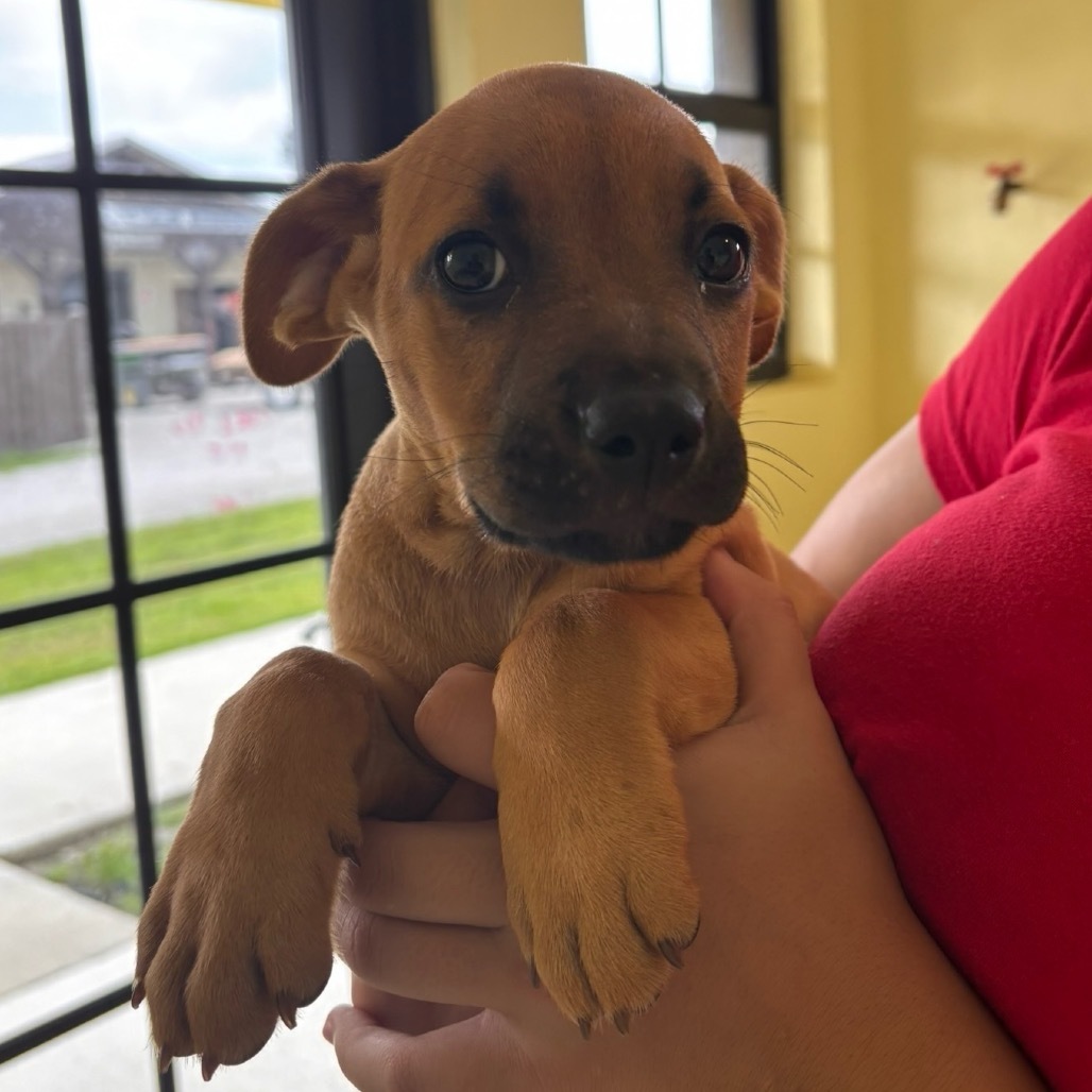 Pup 5