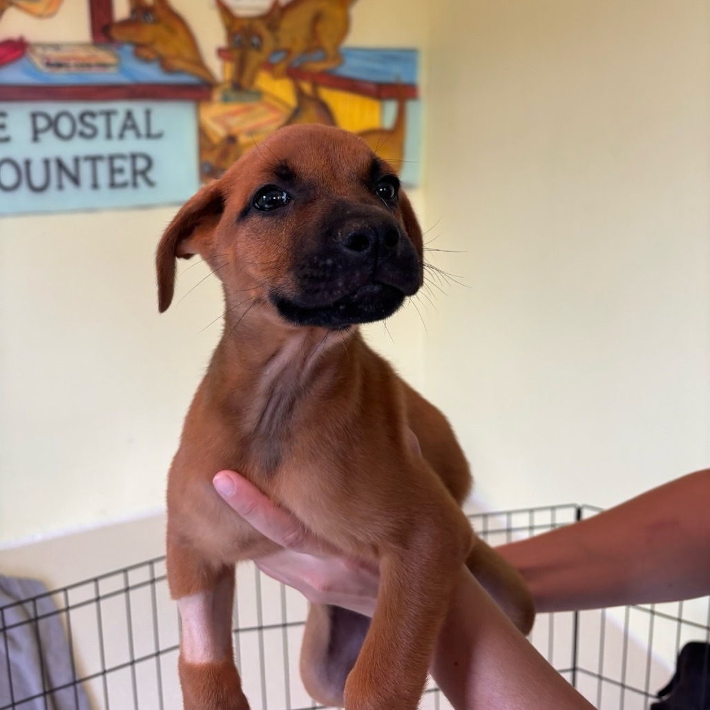 Pup 7