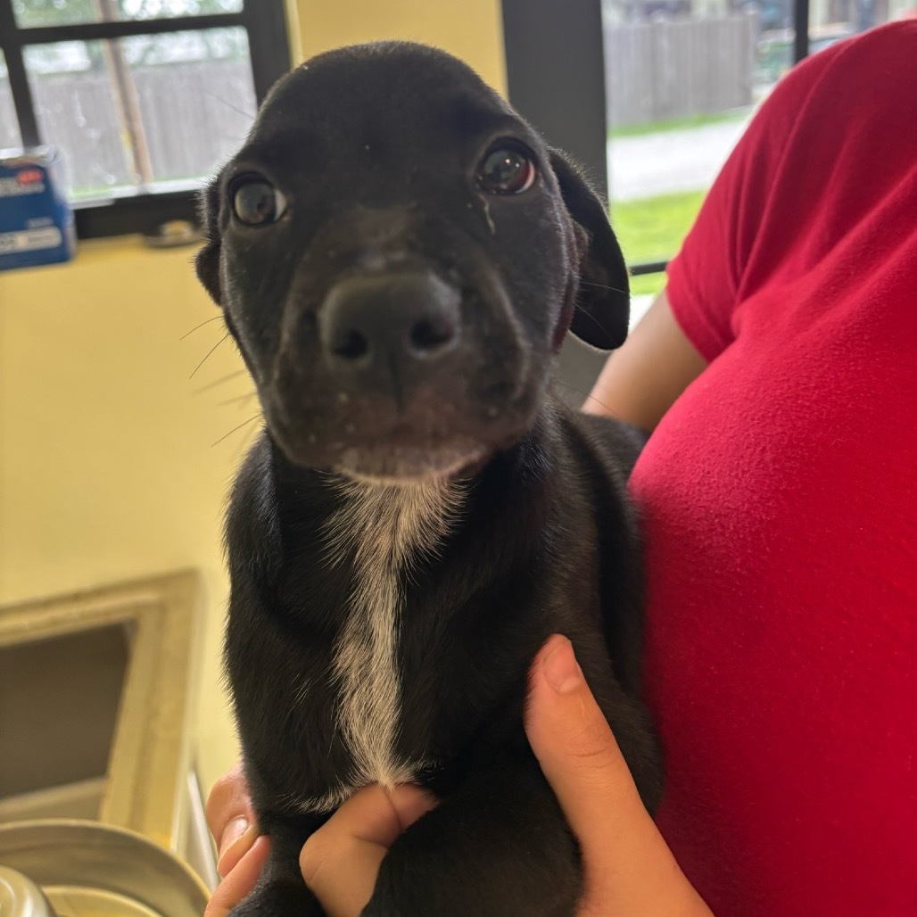 Pup 3
