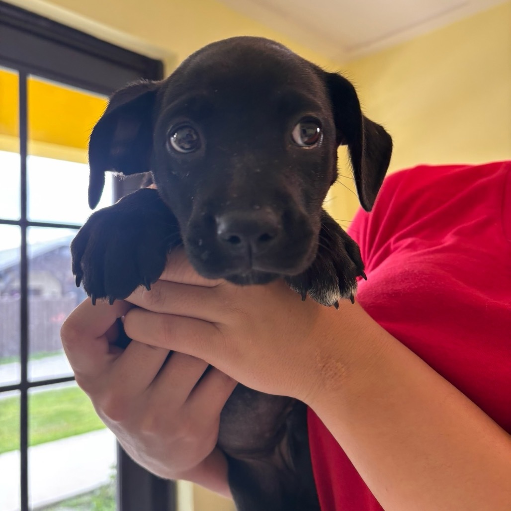 Pup 1