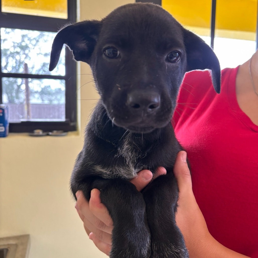 Pup 2