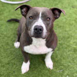 Dove 5595, Adult Female Mixed Breed