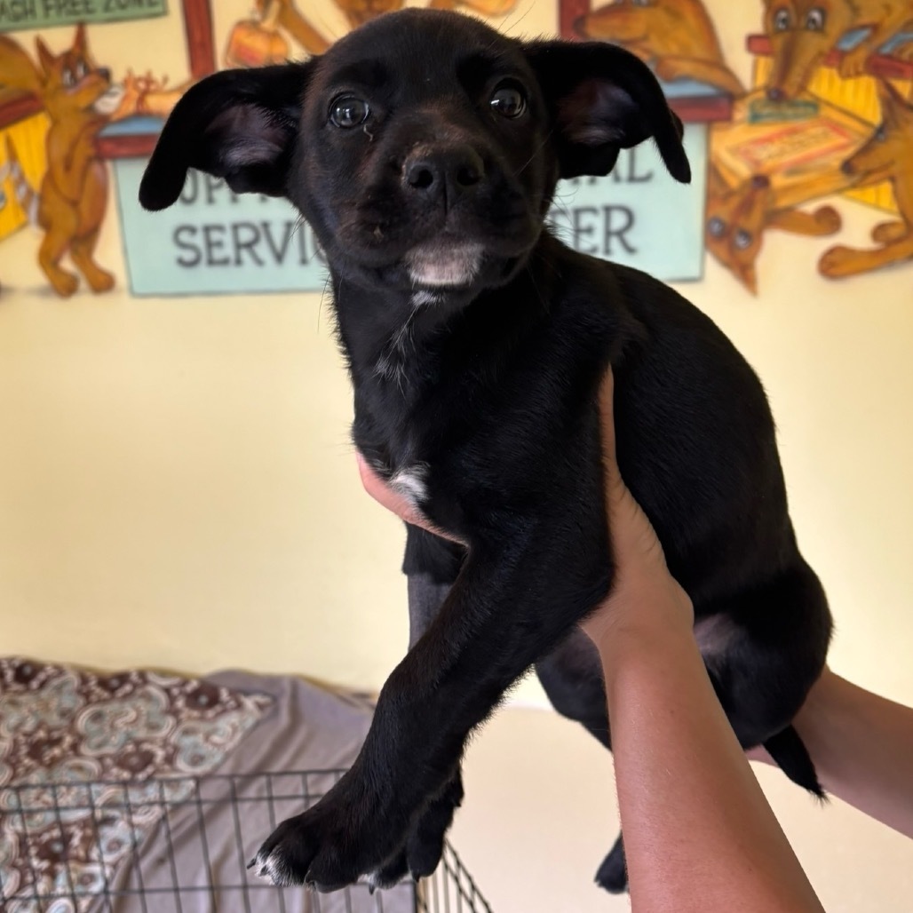 Pup 6